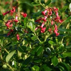 Esempio di fioritura Escallonia.