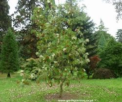 Bacche del sorbo  Fonte: http://gallery.new-ecopsychology.org