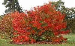 Sorbo uccellatore in autunno Fonte: http://www.barcham.co.uk