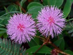 Pianta di mimosa pudica.