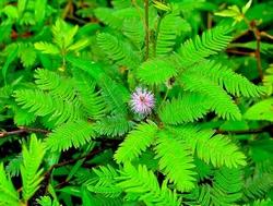 Mimosa pudica con infiorescenze.