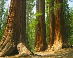 Sequoiahttp://www.shutterstock.com/