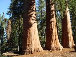Sequoie viste dal bassoFonte: http://www.treesofmystery.net