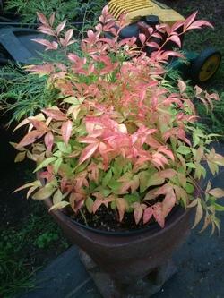 Piantina di nandina domestica