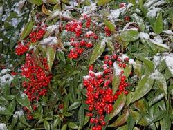 Nandina domestica d'inverno