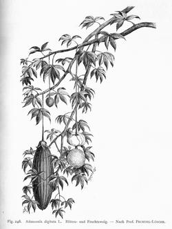 disegno botanico dei frutti dell'adansonia digitata