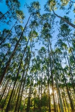 Piantagione di Eucalipto