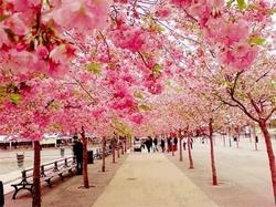 Un viale di ciliegi da fiore giapponesi