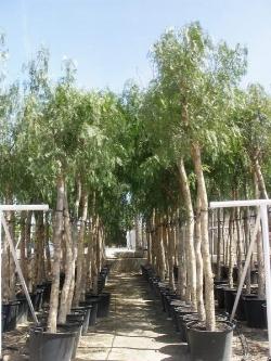 Giovani alberi di pepe rosa