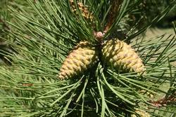 Panoramica di un pino domestico