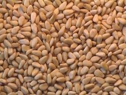 Particolare dei pinoli di pino domestico