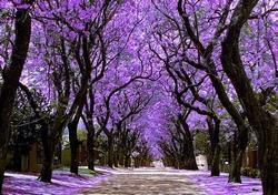 Viale alberato abbellito dalla Jacaranda.