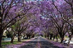 Pianta di Jacaranda.