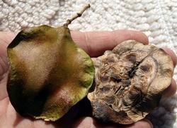 Frutto della Jacaranda.