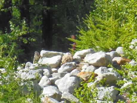 Walking in the amazing nature of Val Ferrè, Valle D'Aosta