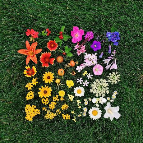 Color Coded Food and Flowers Photographed by Emily Blincoe food flowers color 