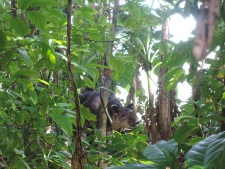 Parco Nazionale Corcovado - Costa Rica