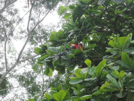 Parco Nazionale Corcovado - Costa Rica