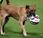 storia Buck, “cane-calciatore” scomparso Rimini ritrovato Palermo