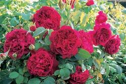 Rosa William Shakespeare 2000