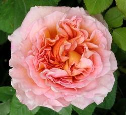 Rosa Abraham Darby