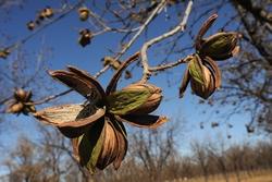 Noci pecan all'inerno del mallo