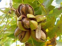 Albero di noci pecan