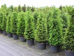 Esempio forma del Taxus.