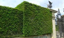 Dettaglio fogliame del Taxus.