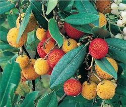 Varietà di corbezzolo compatto