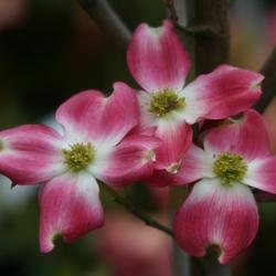 Cornus florida durante l’attività vegetativa.