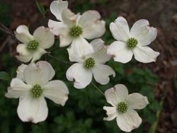 Dettaglio infiorescenze del Cornus florida.