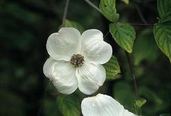 Dettaglio pianta di Cornus florida.