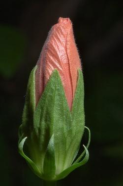 Bocciolo di ibisco rosso