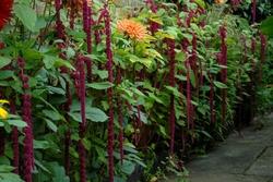 Amaranthus fiorito