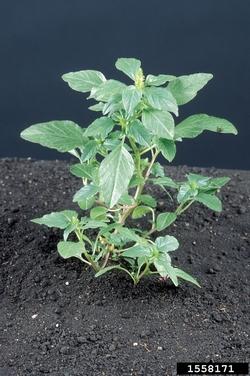 Giovane pianta di amaranthus