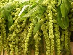 Amaranthus dai fiori bianchi