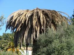 palma infestata dal punteruolo rosso