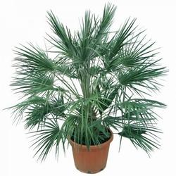 chamaerops humilis