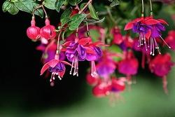 Ali leggiadre e celestiali