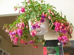 Suoni silenziosi e colorati