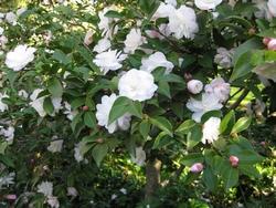 Piante di camelia bianca