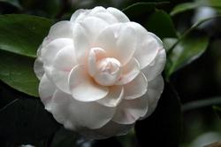 Fiore della camelia