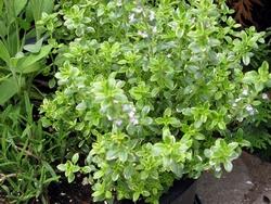 Varietà di timo limone