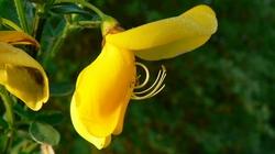 Painte di ginestre spontanee