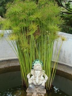 Il papiro è una pianta acquatica