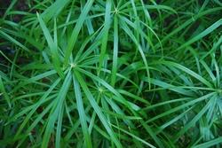 papiro cyperus alternifolius