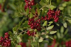 Frutti del lentisco.