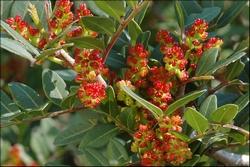 Dettaglio elementi della pianta di Lentisco.