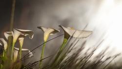 La varietà più diffusa di calle